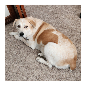 Fundraising Page: Julie Oliver
